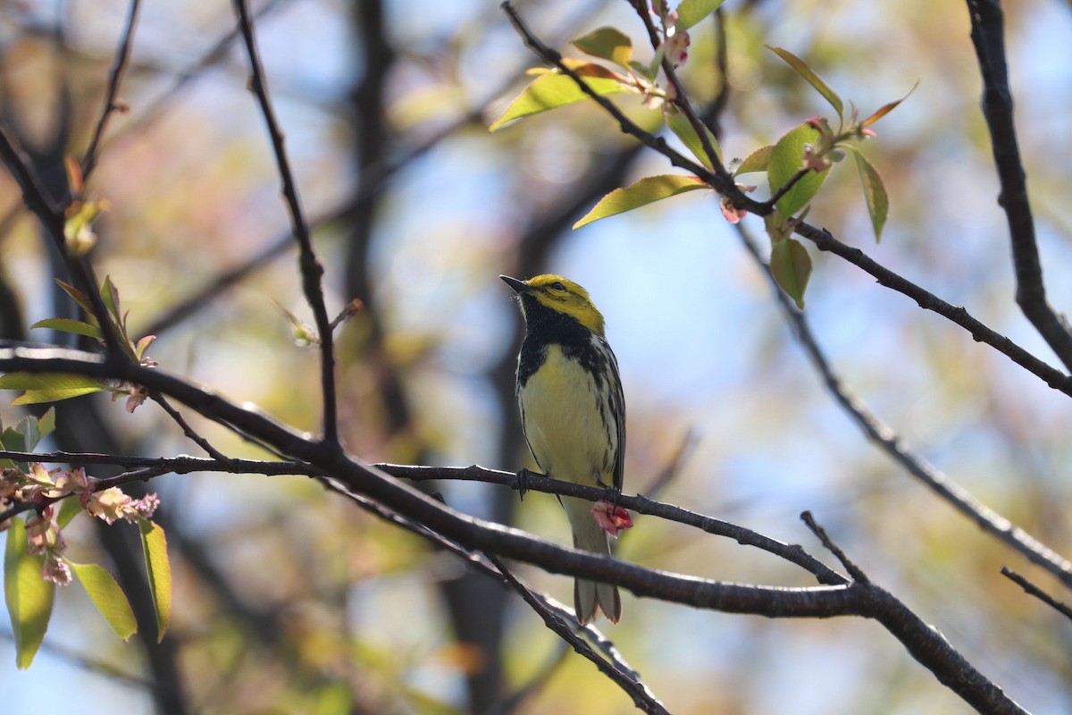 Black-throated Green Warbler - MELISSA  SOVAY