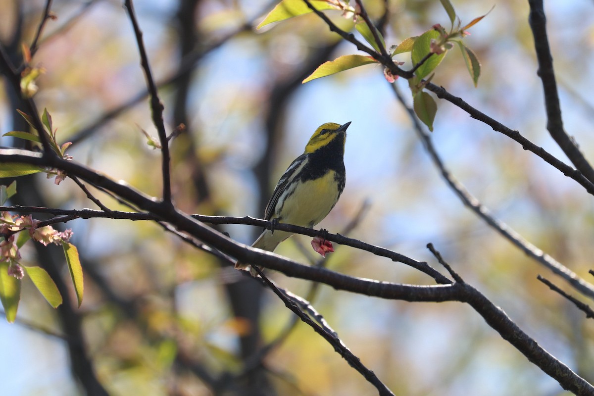 Black-throated Green Warbler - MELISSA  SOVAY