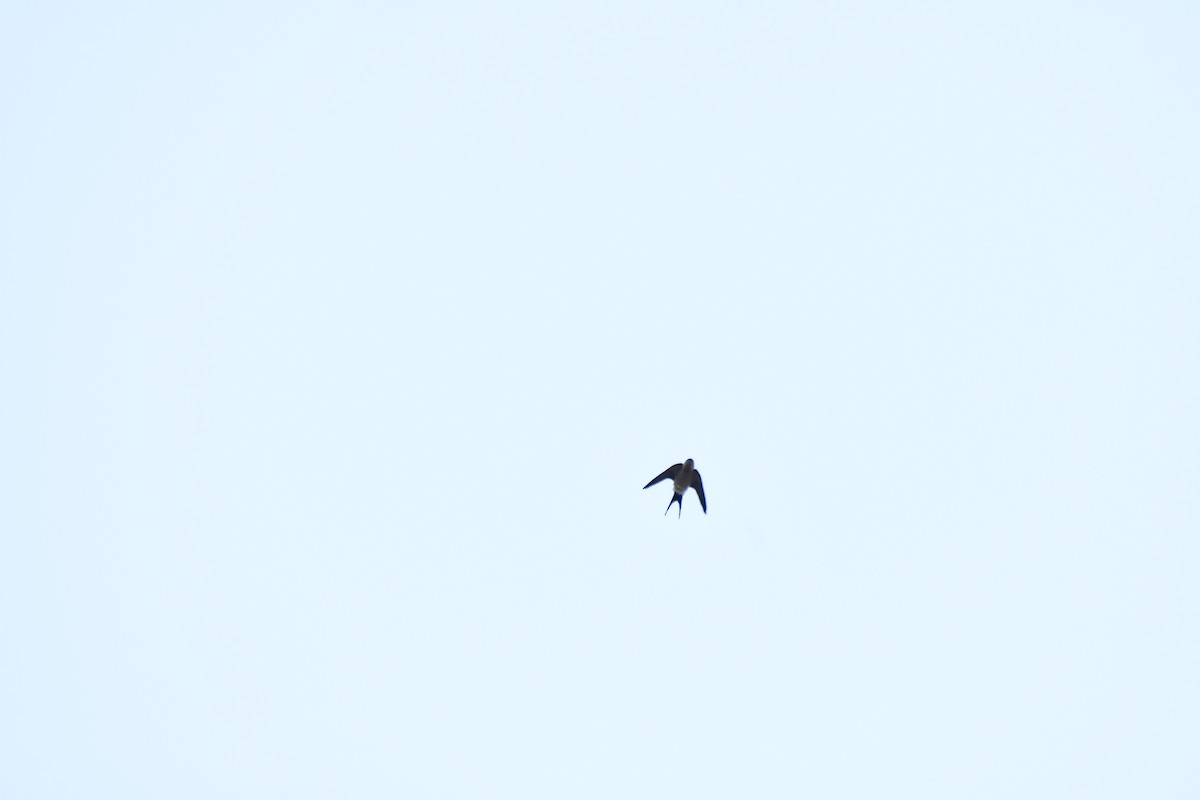 Barn Swallow - Sathish Ramamoorthy