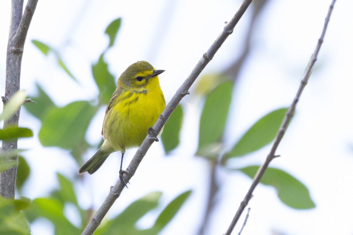 Prairie Warbler - ML619140549