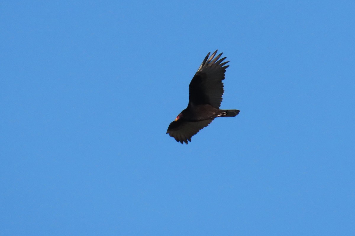 Turkey Vulture (Northern) - Del Nelson