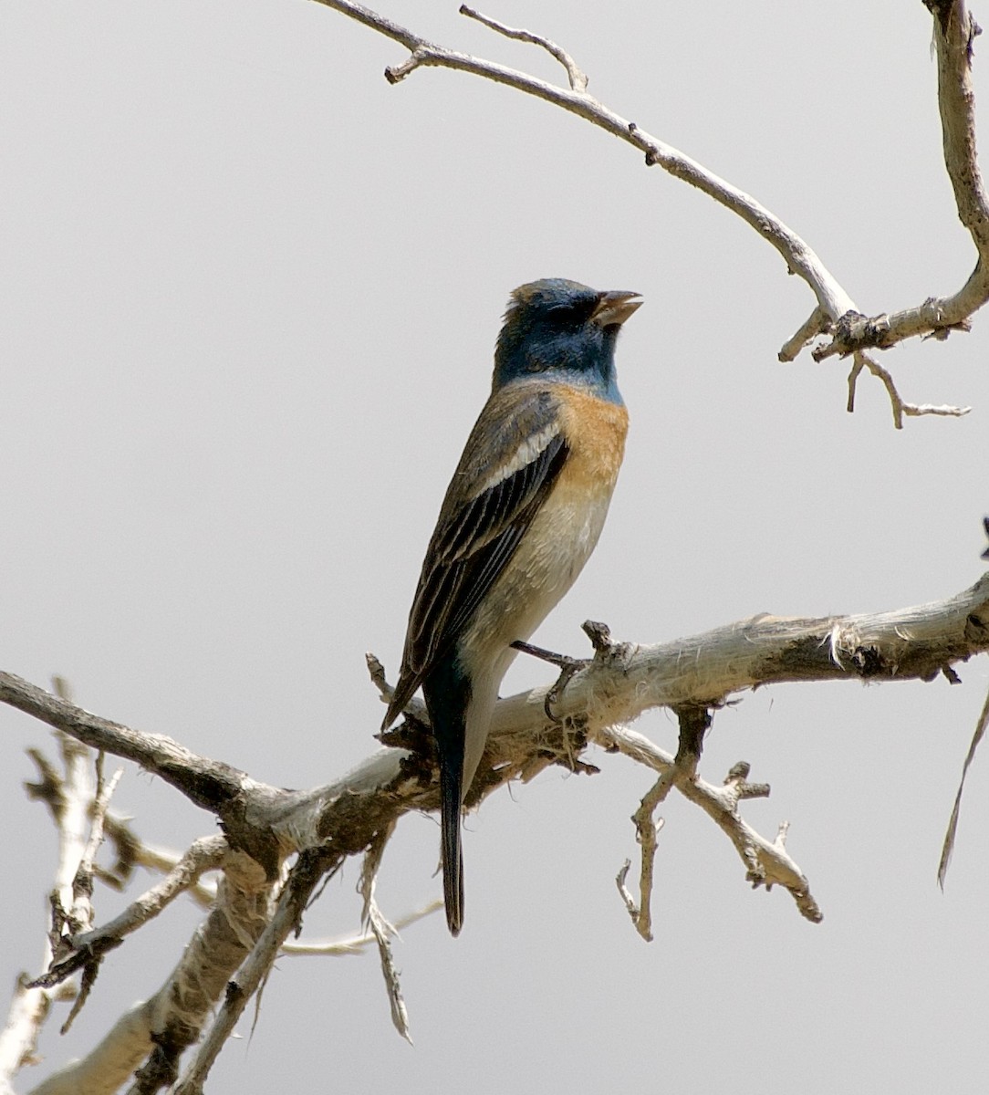 Lazuli Bunting - Tim DeJonghe