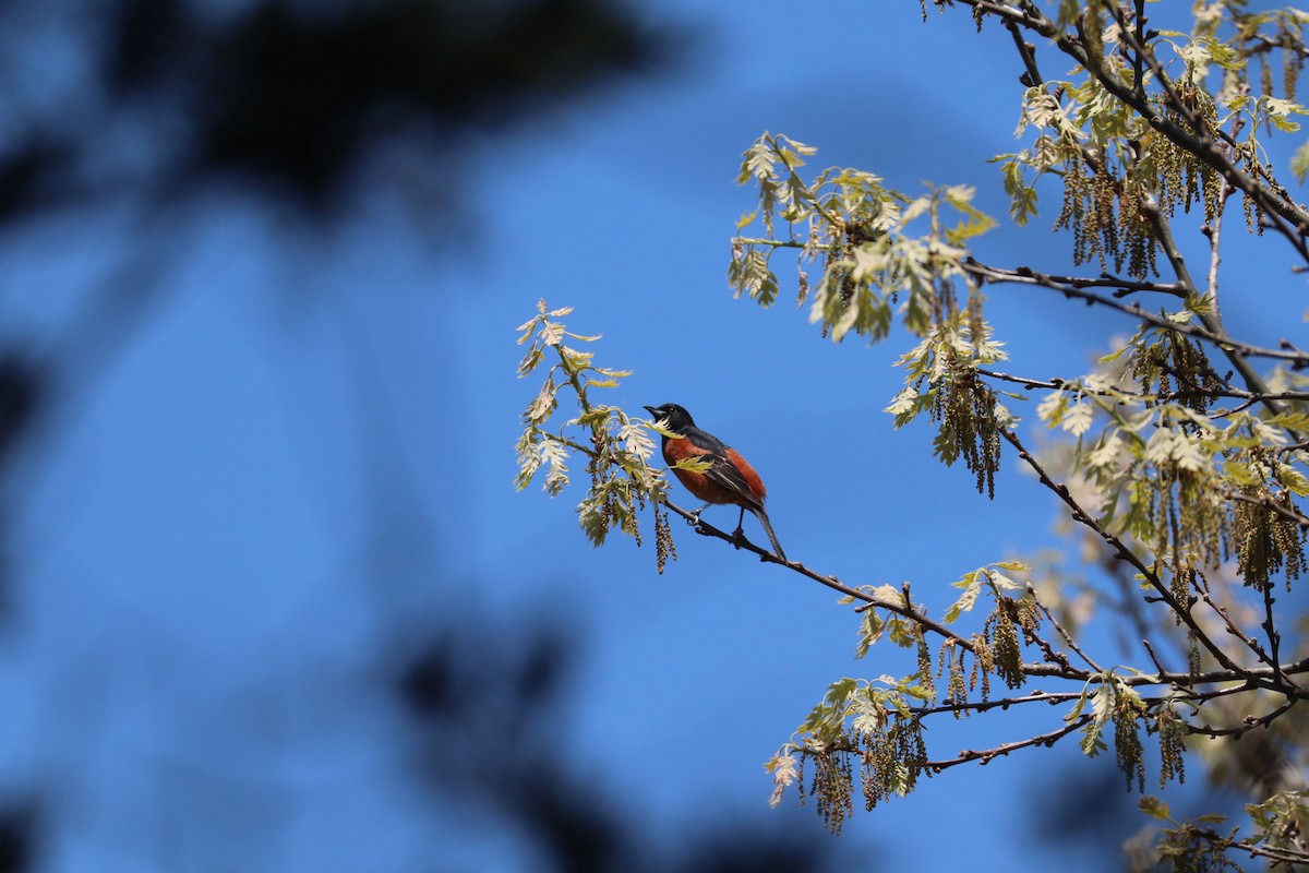 Orchard Oriole - ML619140565