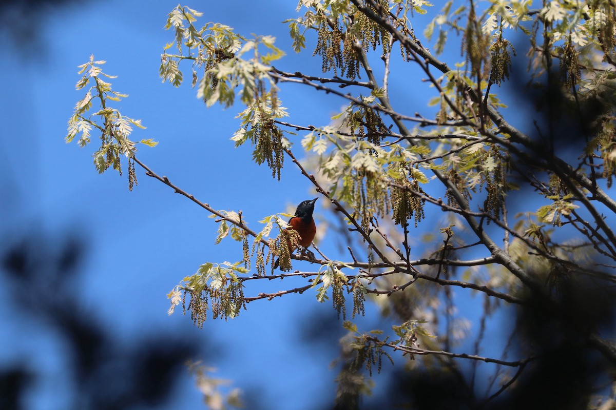 Orchard Oriole - ML619140566
