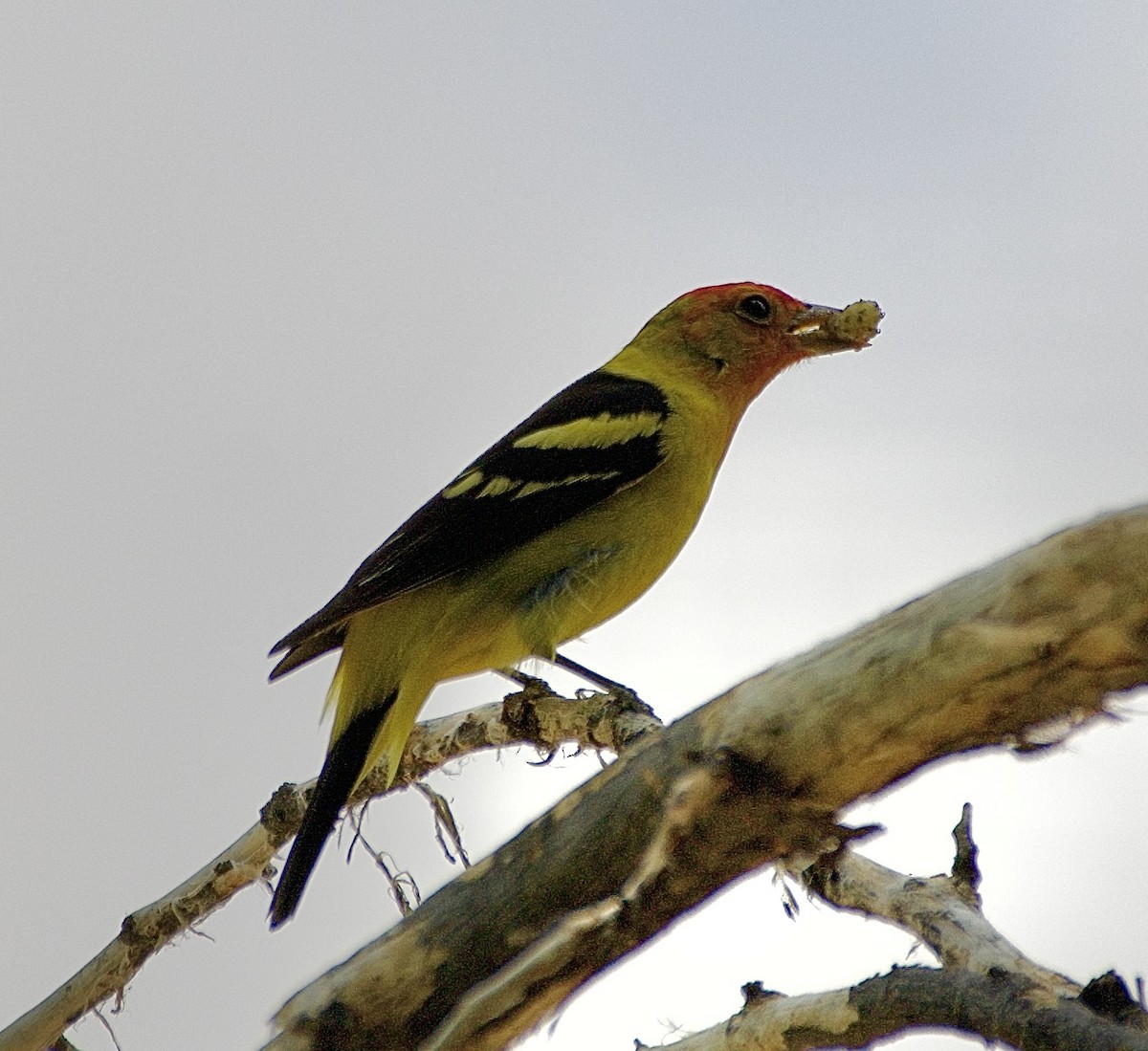 Western Tanager - Tim DeJonghe