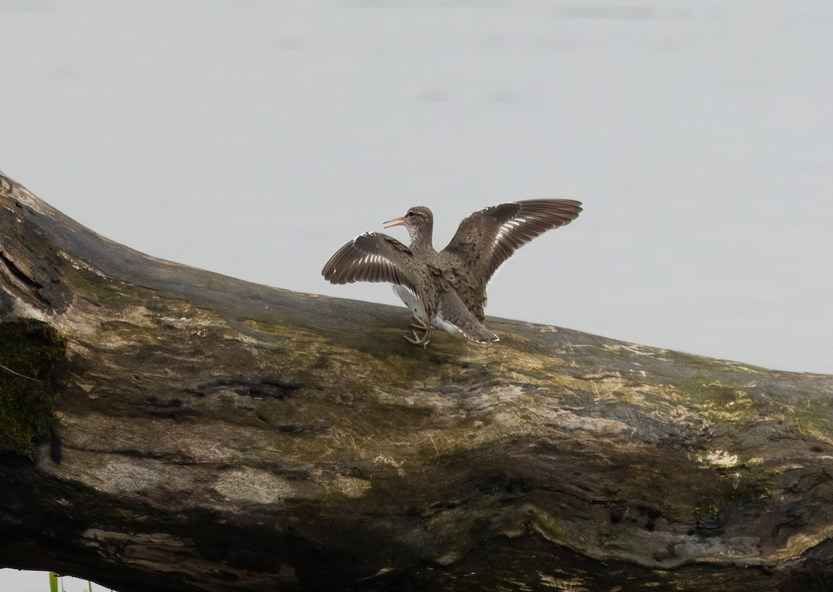 Spotted Sandpiper - Julie Paquette
