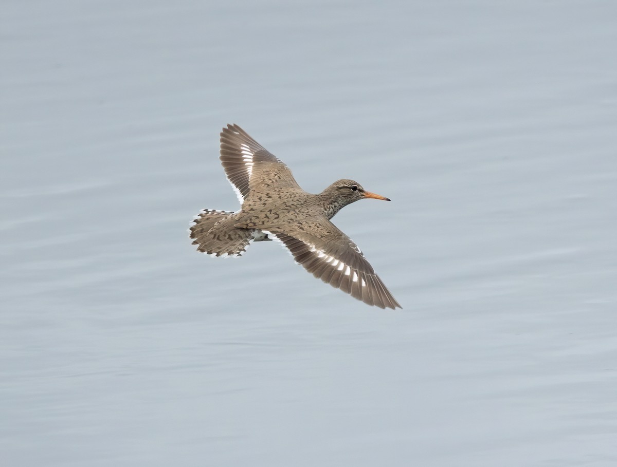 Spotted Sandpiper - Julie Paquette