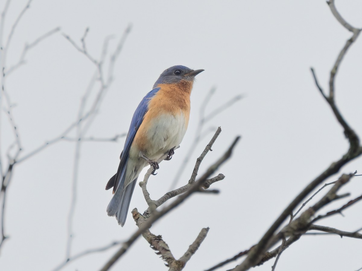 Eastern Bluebird - Julie Paquette