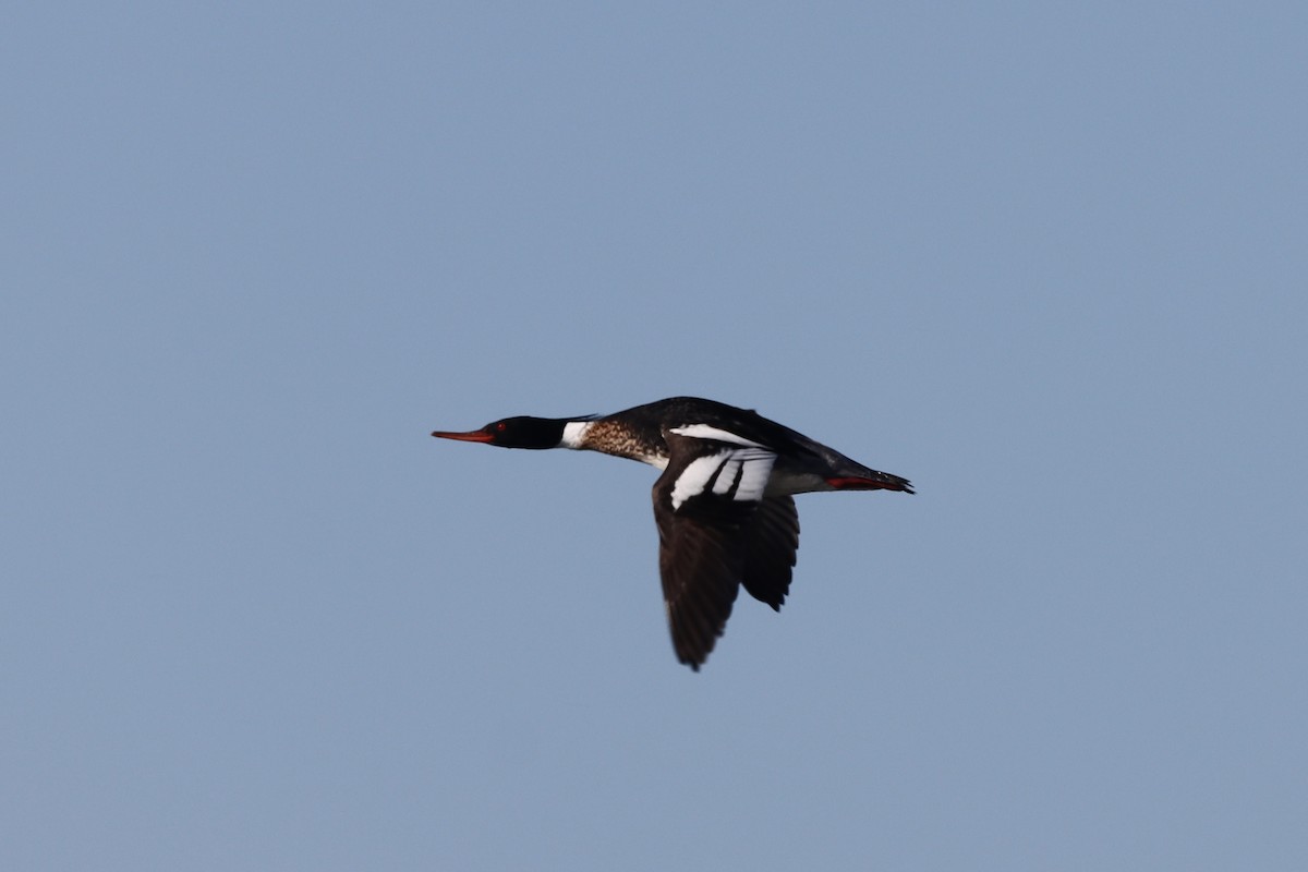 Red-breasted Merganser - Rosemary Clapham