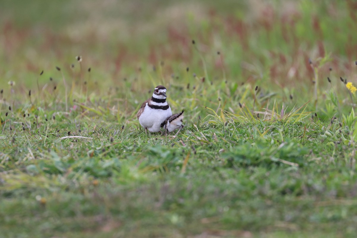 Killdeer - ML619140610