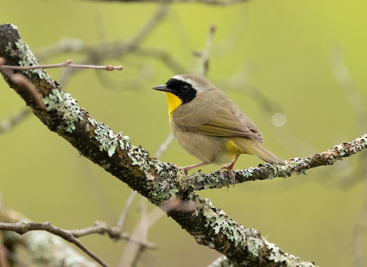 Common Yellowthroat - Julie Paquette