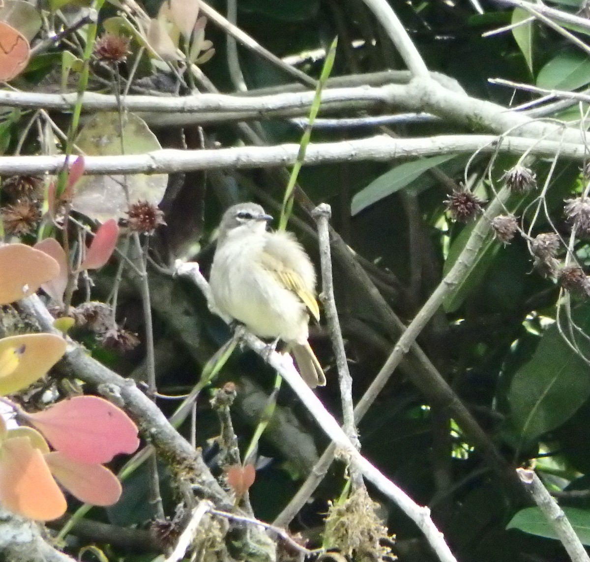 Venezuelan Tyrannulet - Edouard Paiva