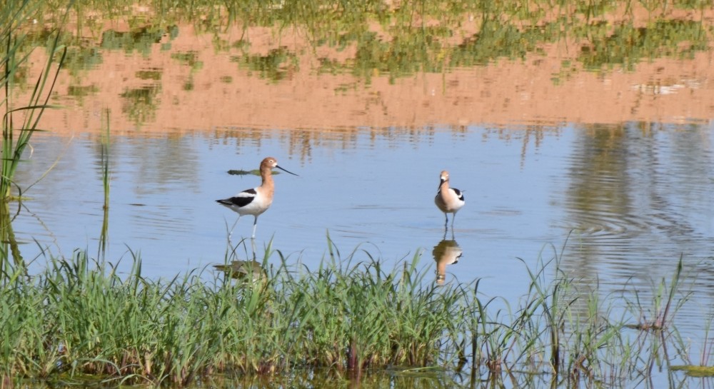 American Avocet - Steve Nord