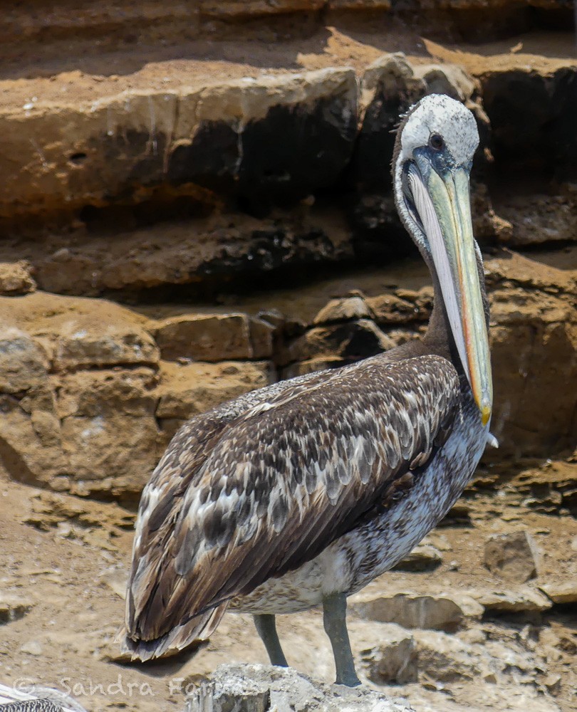 Peruvian Pelican - Sandra Farkas
