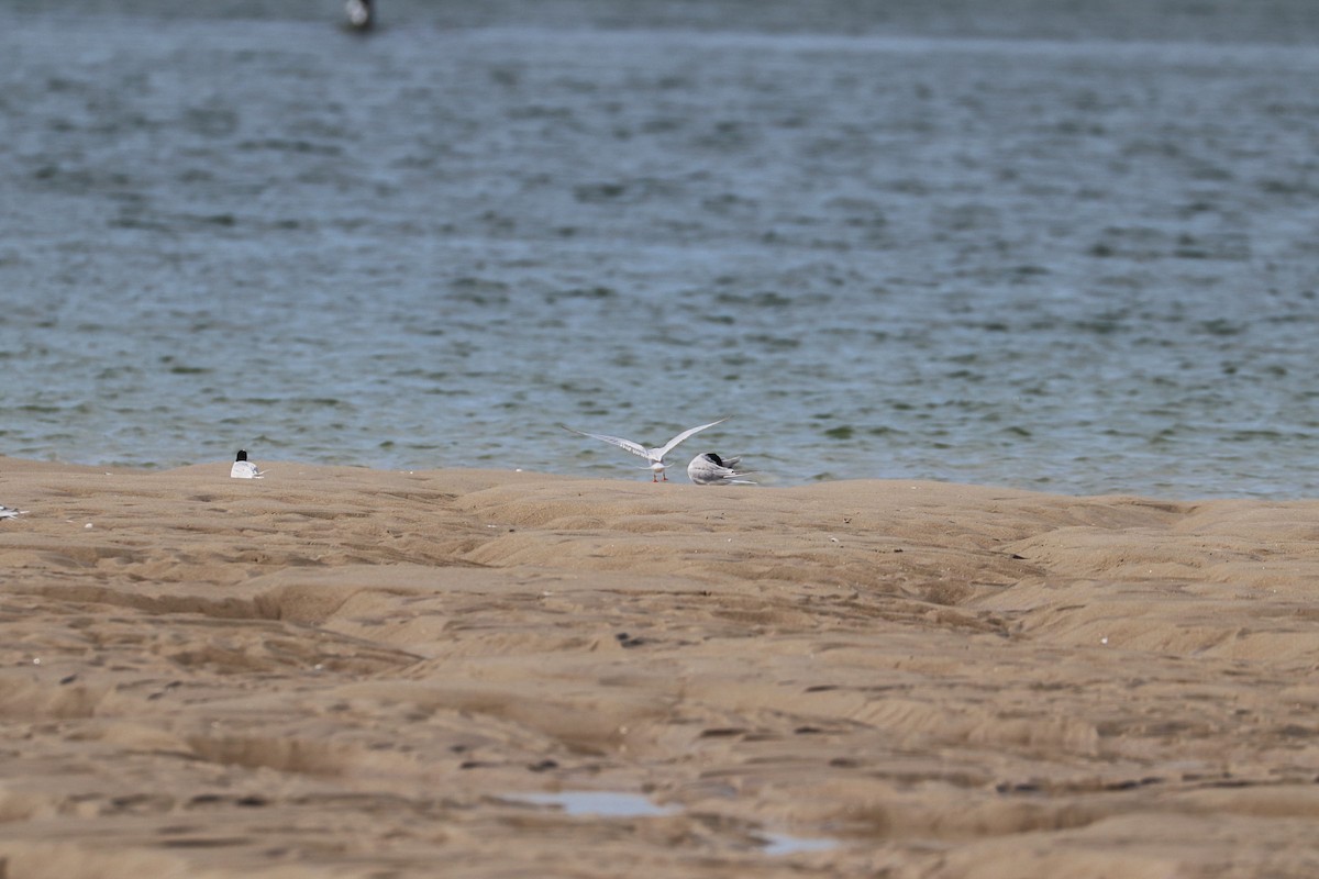 Roseate Tern - ML619140652