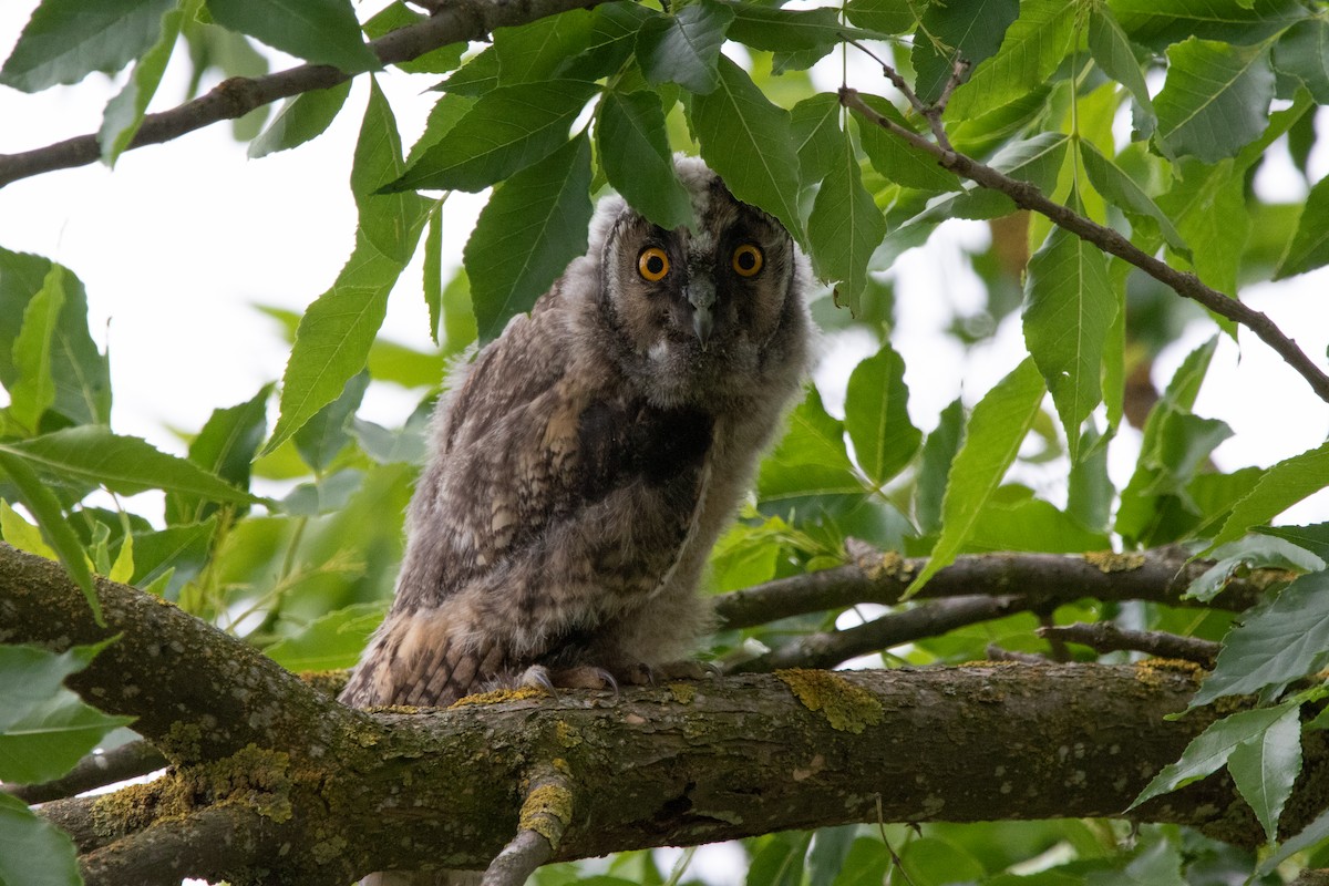 Long-eared Owl - Miguel Rodríguez Esteban