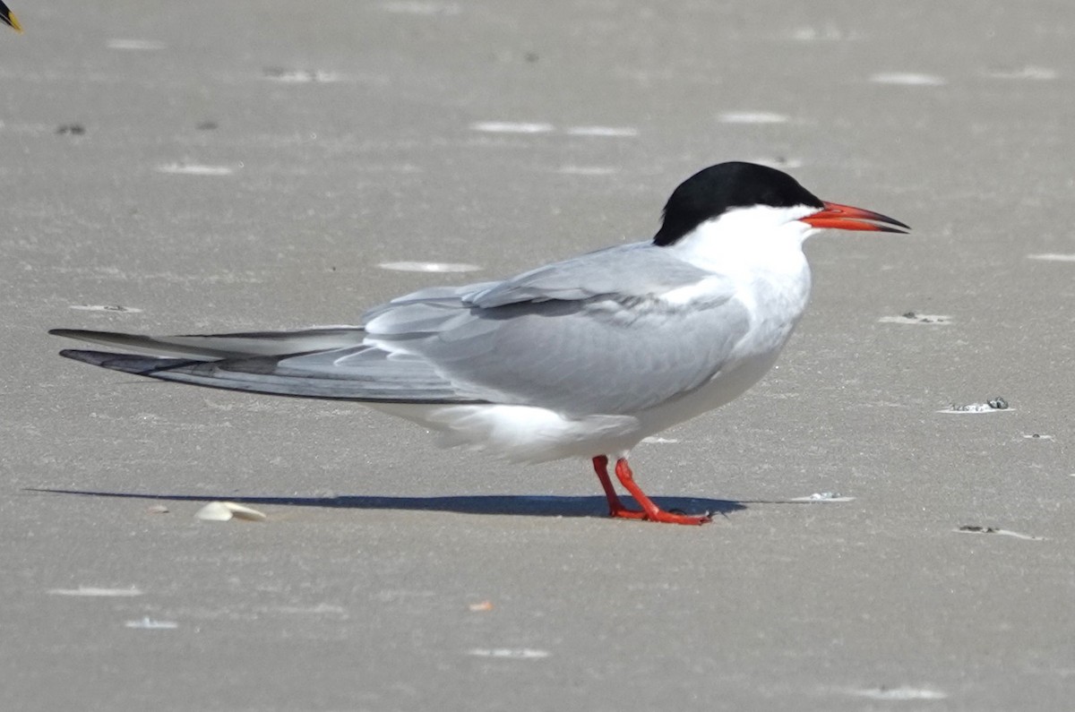 Common Tern - Allison Graves