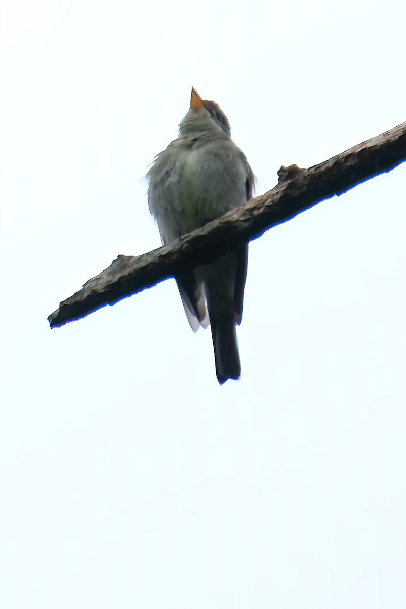 Eastern Wood-Pewee - Cindy Gimbert