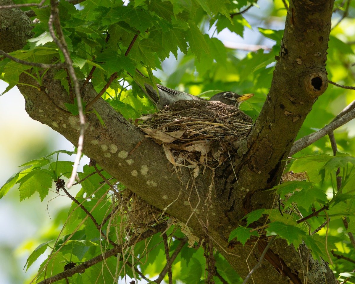 American Robin - ML619140707