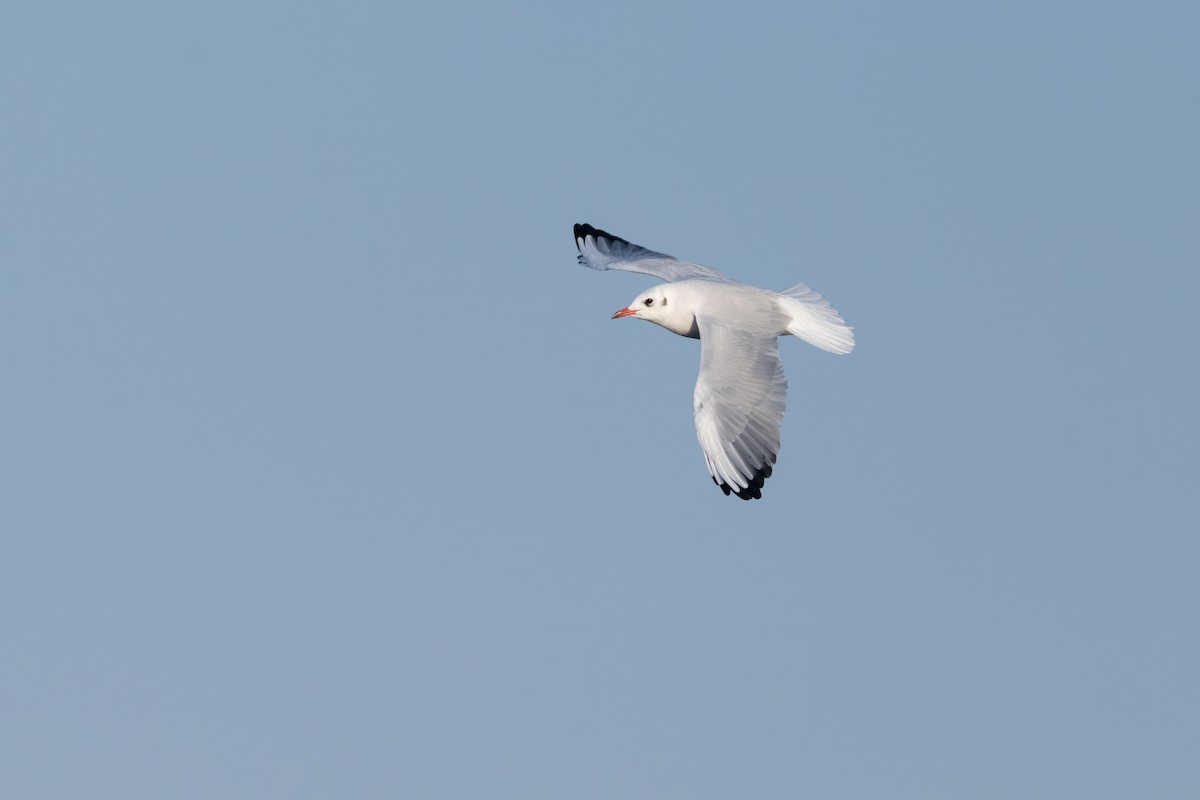 Mouette rieuse - ML619140720
