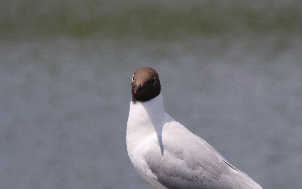 Black-headed Gull - Keith Matthieu