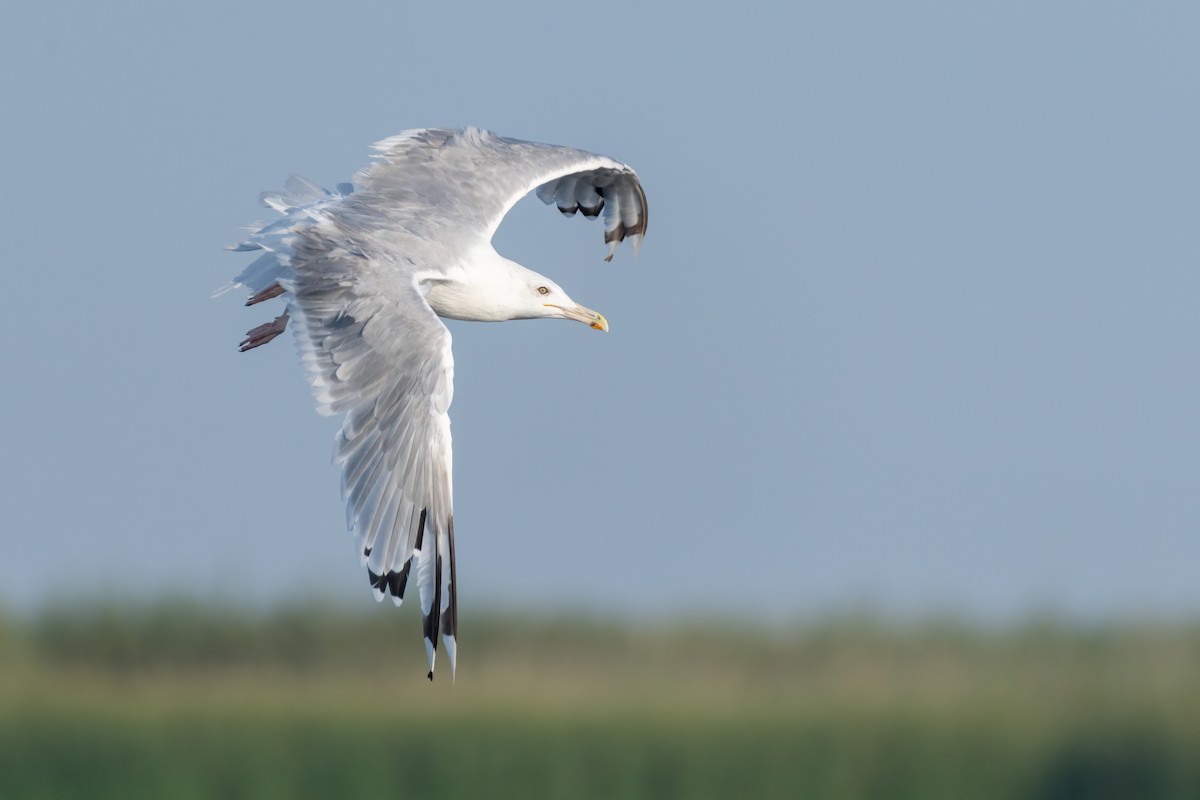 Caspian Gull - ML619140723