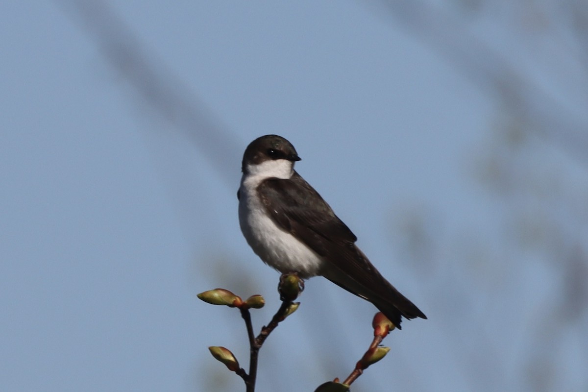 Tree Swallow - Rosemary Clapham