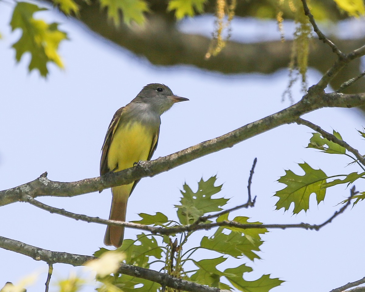 Great Crested Flycatcher - ML619140754
