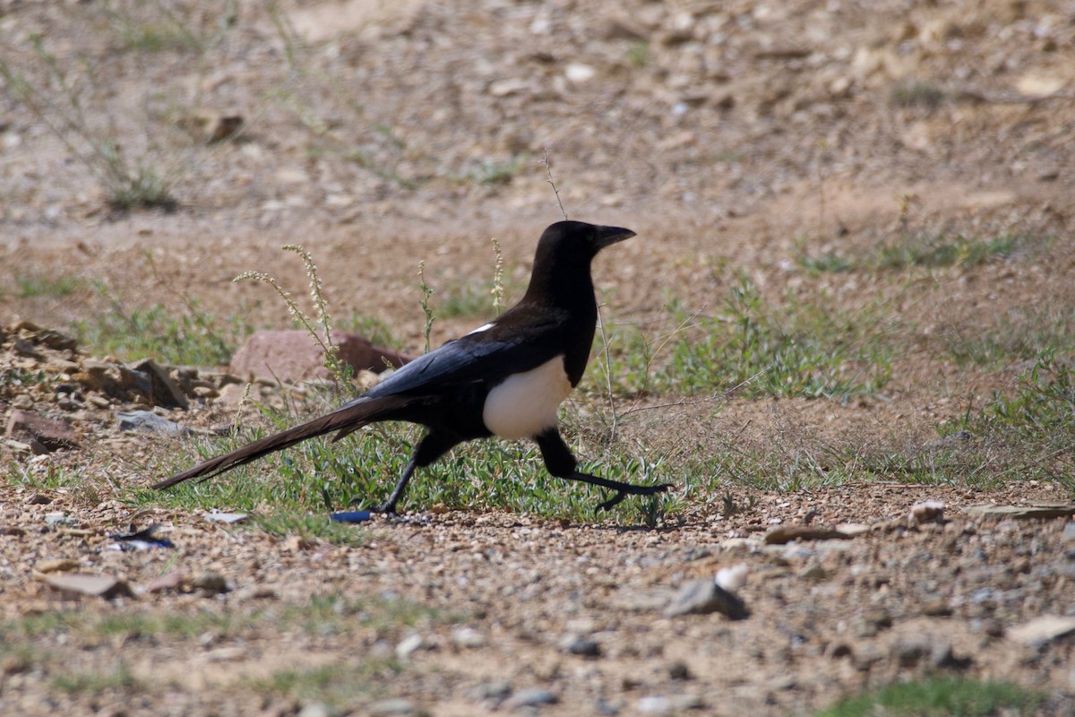 Asir Magpie - ML619140755