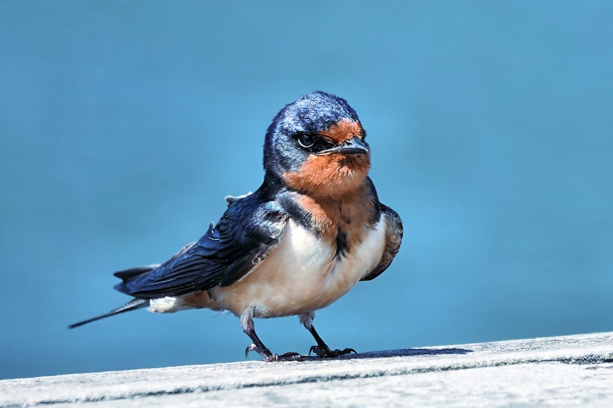 Barn Swallow - Alan Mitchnick