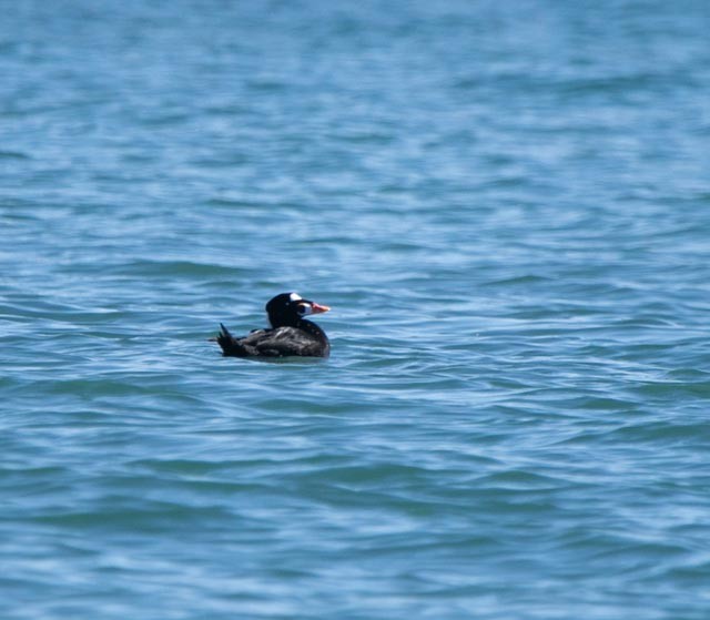 Surf Scoter - Hoeckman's Wildlife