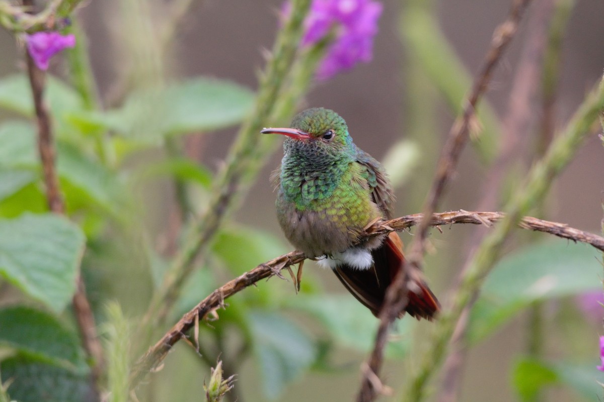 Rufous-tailed Hummingbird - Alexandra Barath