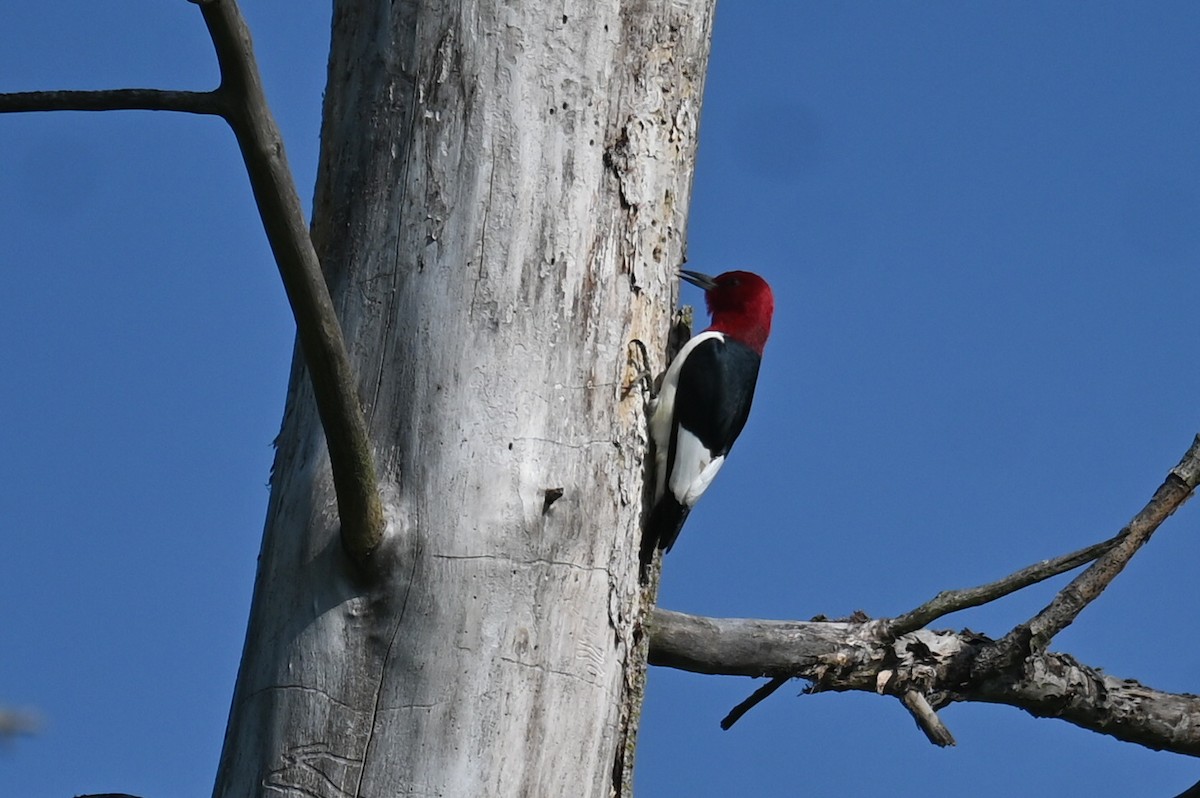 Red-headed Woodpecker - Q B Schultze