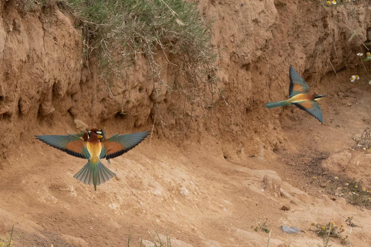 European Bee-eater - ML619140774