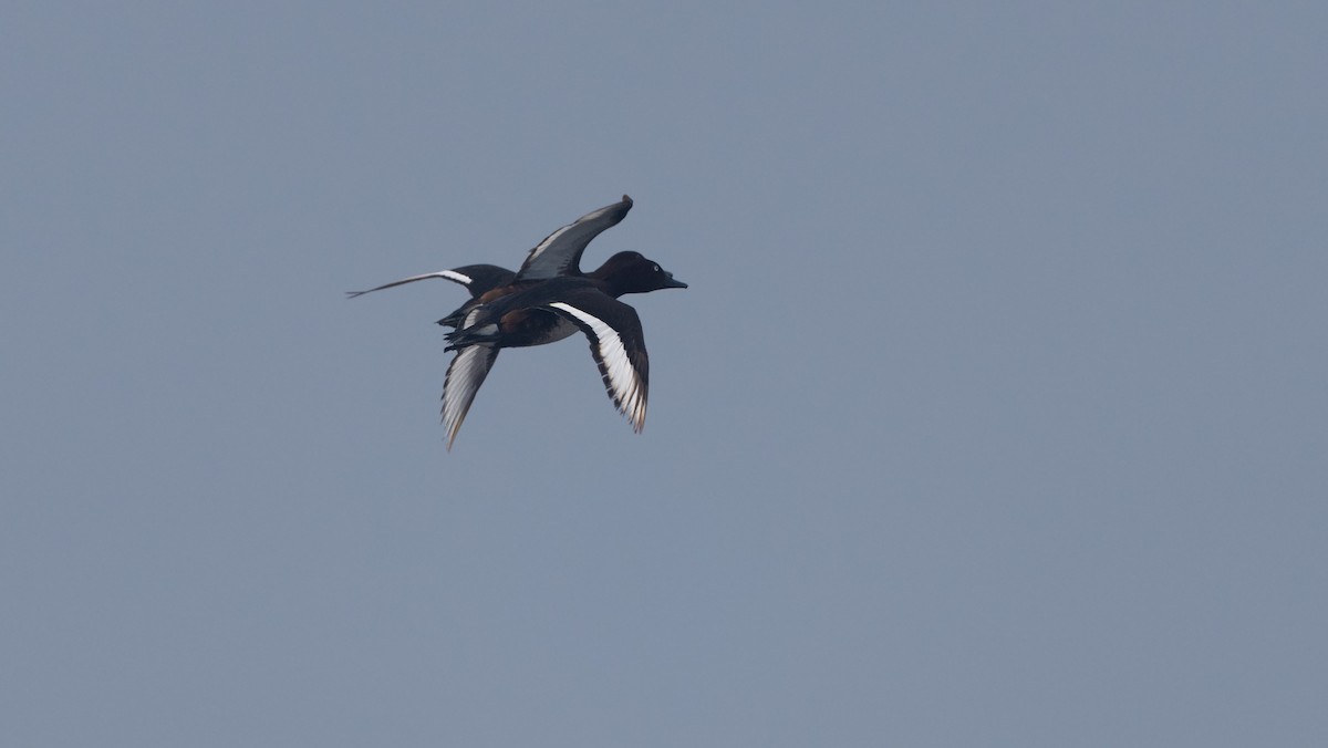 Ferruginous Duck - ML619140783