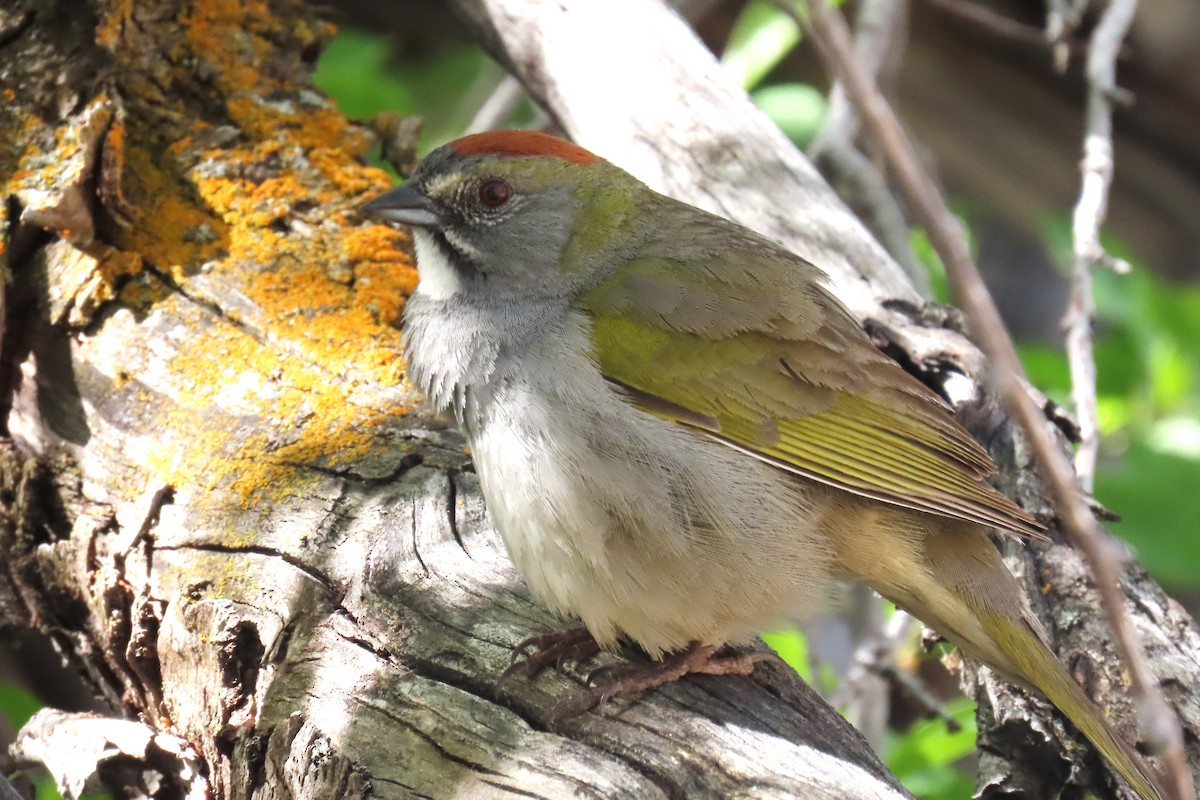 Green-tailed Towhee - Del Nelson