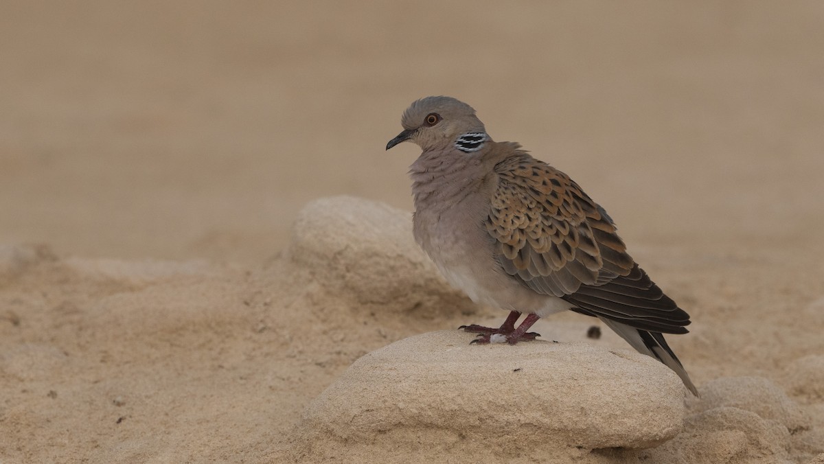 European Turtle-Dove - Nasir Almehrzi