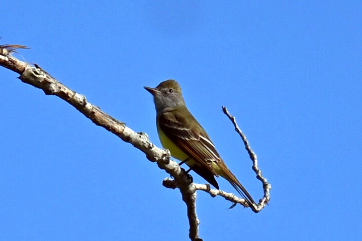 Great Crested Flycatcher - Q B Schultze