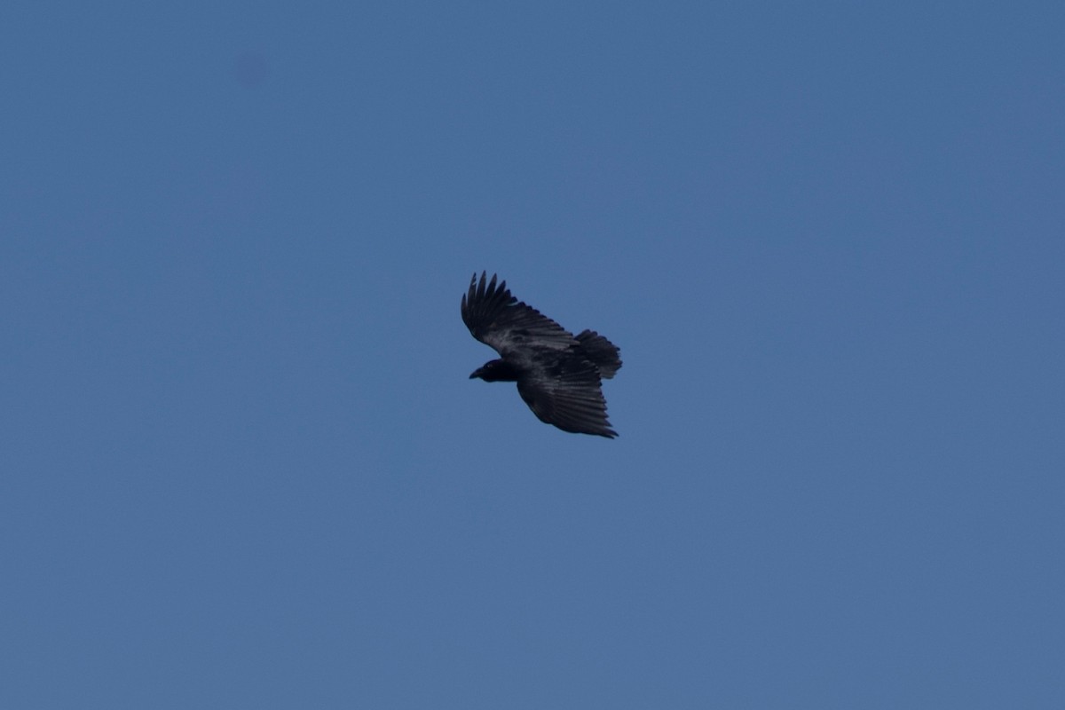 Fan-tailed Raven - Johan Bergkvist
