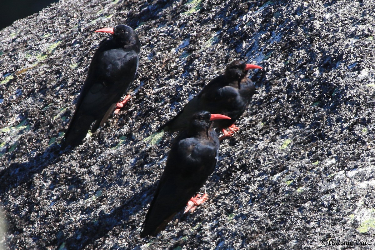 Red-billed Chough - ML61914081