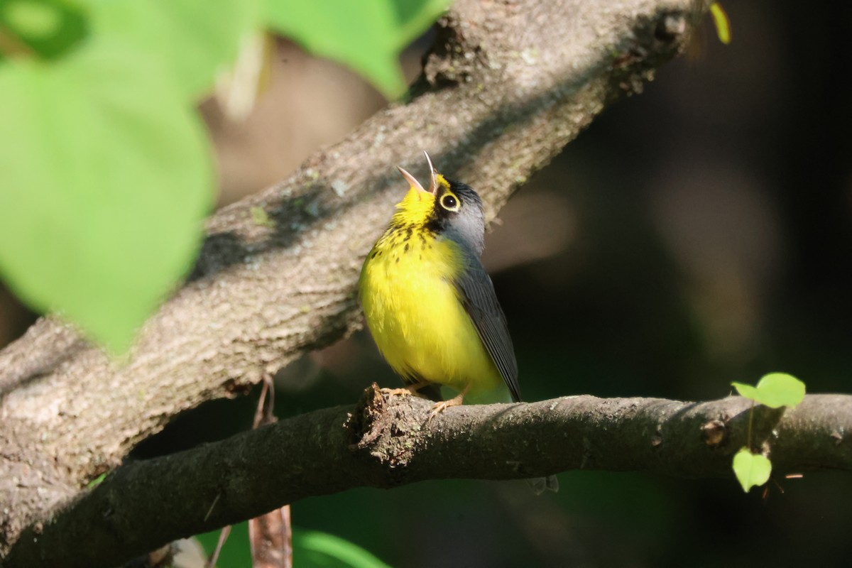 Canada Warbler - Pete Fenner