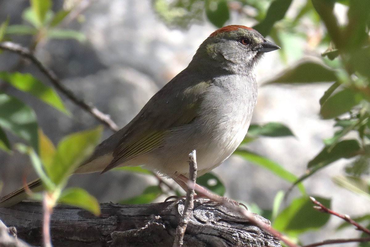 Green-tailed Towhee - ML619140830