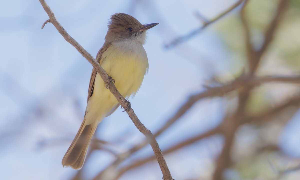 Ash-throated Flycatcher - ML619140836