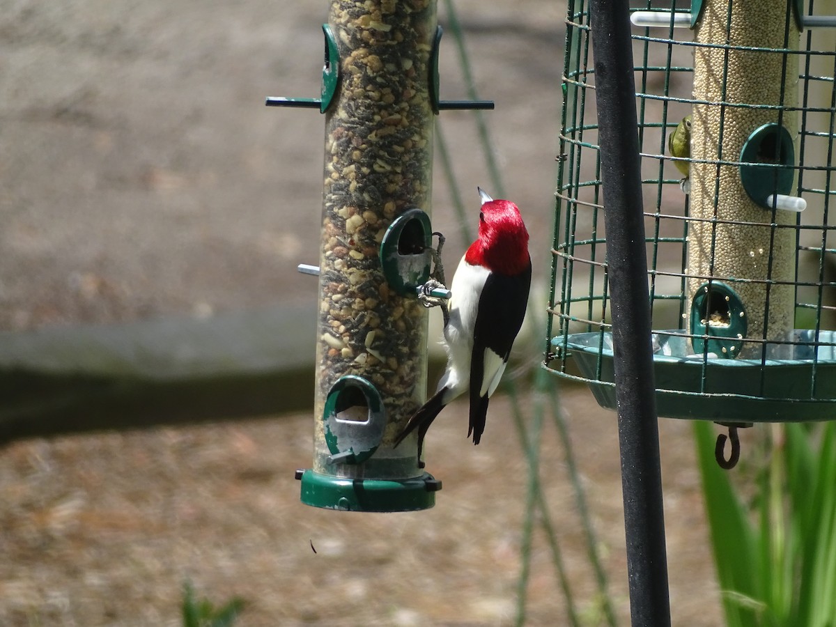 Red-headed Woodpecker - Susan Evanoff