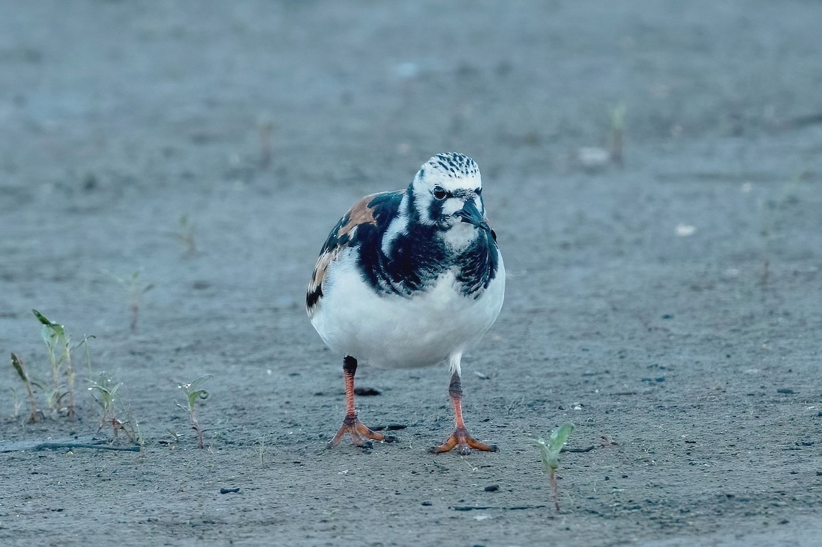 Ruddy Turnstone - ML619140863