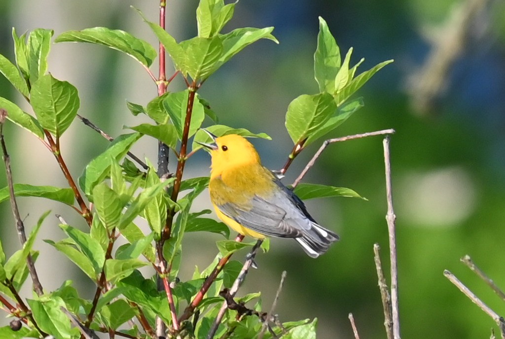 Prothonotary Warbler - Q B Schultze