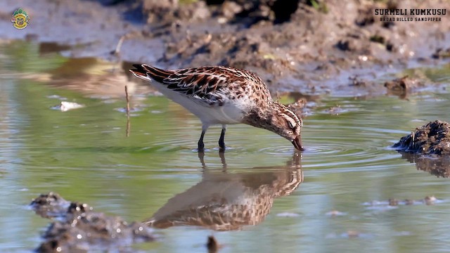 Broad-billed Sandpiper - ML619140893