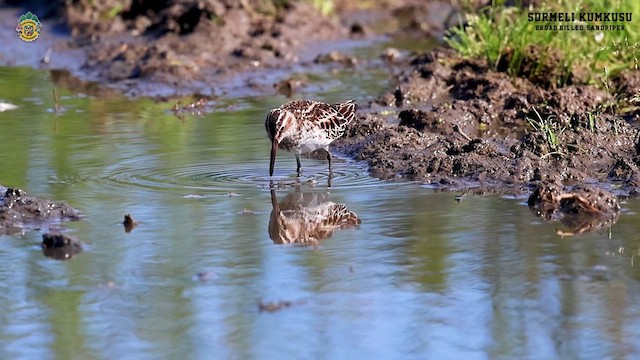 Broad-billed Sandpiper - ML619140894