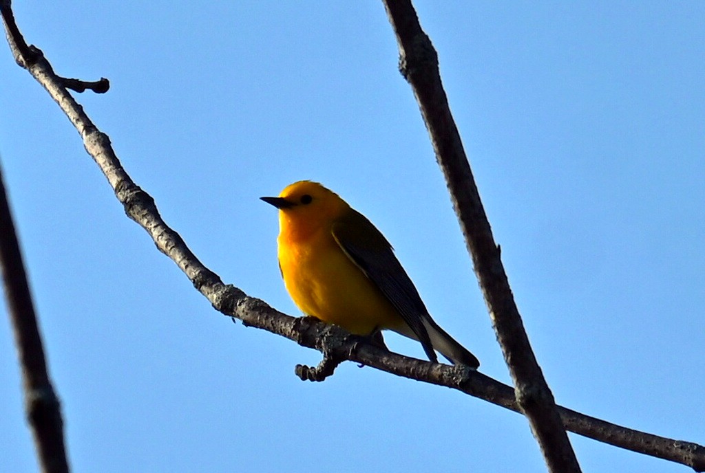 Prothonotary Warbler - ML619140896