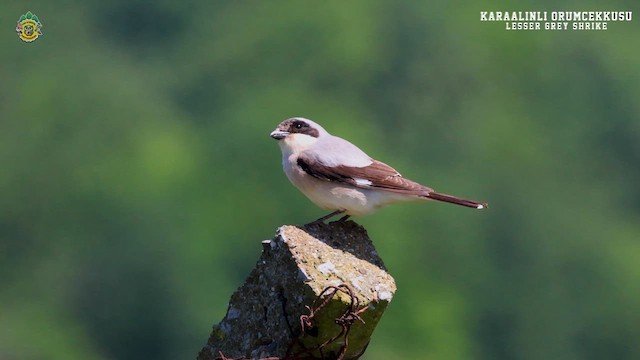 Lesser Gray Shrike - ML619140899